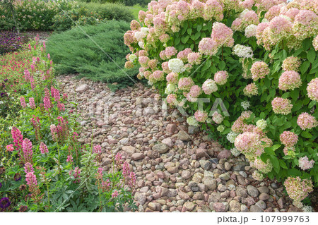 Hydrangea paniculata and conifer. Beautiful Garden path made of natural stones, gravel. Huge landscaping trend. Lawn, shrubbery in the backyard. Scenic of nice landscaped. Walkway. Green home design Hydrangea paniculata and conifer. Beautiful Garden path made of natural stones, gravel. Huge landscaping trend. Lawn, shrubbery in the backyard. Scenic of nice landscaped. Walkway. Green home design 107999763