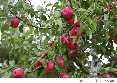 Ripe Apples in the Apple Orchard before Harvesting. Big Red delicious Apples Hanging from Tree Branch in the Fruit Garden. Fall Harvest. Picture of Autumnal Apple. Autumn Cloudy Day, Soft Shadow. Bio 107999766