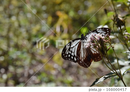 フジバカマの蜜を吸うアサギマダラ 群馬 フジバカマの蜜を吸うアサギマダラ 群馬 108000457