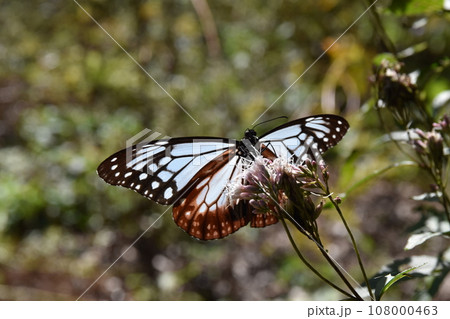 フジバカマの蜜を吸うアサギマダラ 群馬 フジバカマの蜜を吸うアサギマダラ 群馬 108000463