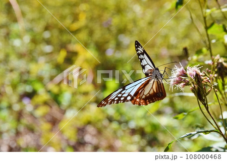 フジバカマの蜜を吸うアサギマダラ　群馬 108000468