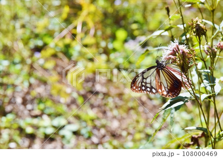 フジバカマの蜜を吸うアサギマダラ 群馬 フジバカマの蜜を吸うアサギマダラ 群馬 108000469