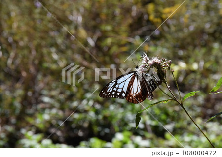 フジバカマの蜜を吸うアサギマダラ 群馬 フジバカマの蜜を吸うアサギマダラ 群馬 108000472