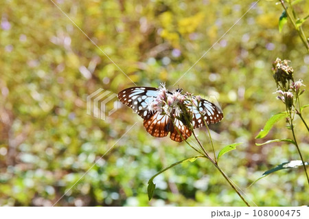 フジバカマの蜜を吸うアサギマダラ　群馬 108000475