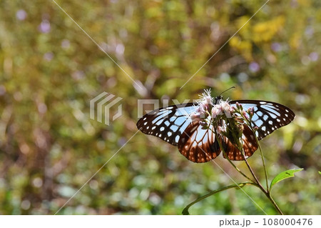 フジバカマの蜜を吸うアサギマダラ 群馬 フジバカマの蜜を吸うアサギマダラ 群馬 108000476