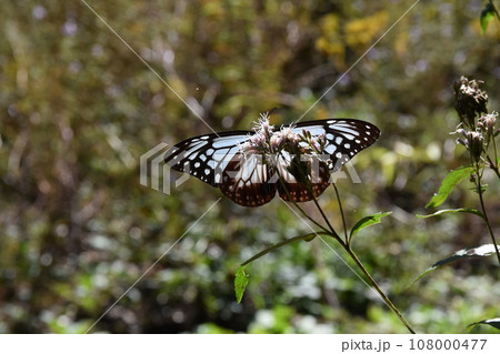 フジバカマの蜜を吸うアサギマダラ 群馬 フジバカマの蜜を吸うアサギマダラ 群馬 108000477
