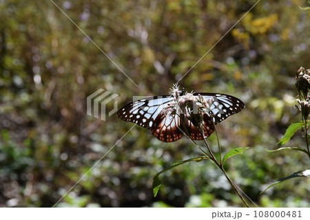 フジバカマの蜜を吸うアサギマダラ　群馬 108000481