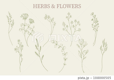 Herbs and flowers set. Botanical sketch isolated decorative elements. Minimal plant logo, meadow greenery, leaf blooming flower, linear rustic branch. Vector hand drawn wedding invitation set 108000505