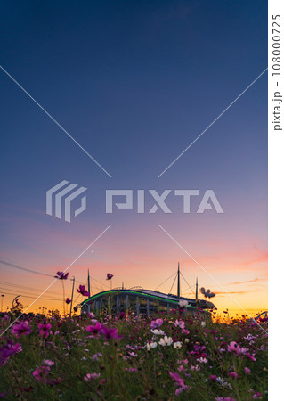 豊田スタジアムと夕陽に染まるコスモス畑〈愛知県豊田市〉 豊田スタジアムと夕陽に染まるコスモス畑〈愛知県豊田市〉 108000725