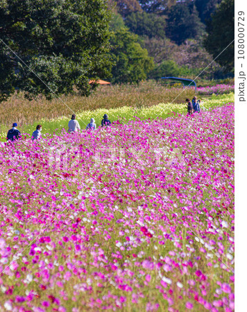 栃木県高根沢町 鬼怒グリーンパーク宝積寺のコスモス畑 108000729