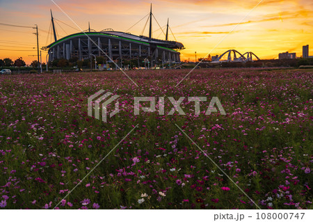 豊田スタジアムと夕陽に染まるコスモス畑〈愛知県豊田市〉 豊田スタジアムと夕陽に染まるコスモス畑〈愛知県豊田市〉 108000747