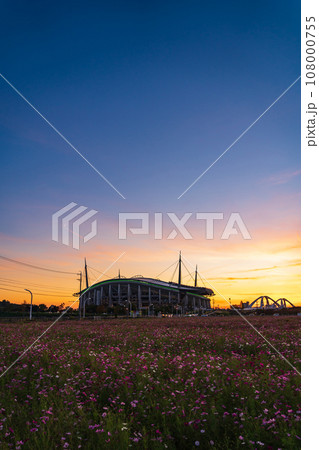 豊田スタジアムと夕陽に染まるコスモス畑〈愛知県豊田市〉 豊田スタジアムと夕陽に染まるコスモス畑〈愛知県豊田市〉 108000755