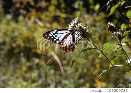 フジバカマの蜜を吸うアサギマダラ 群馬 フジバカマの蜜を吸うアサギマダラ 群馬 108000788