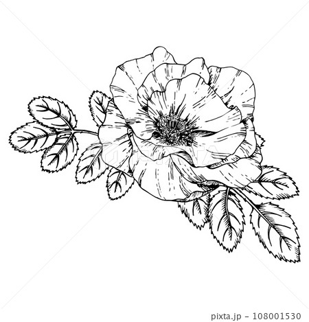 Graphic illustration of rosehip. Vector monochrome clip art of Wild rose. Outline linear hand drawn floral design element. Sketch Dog-rose, briar, brier, eglantine, canker-rose for logo, wedding print Graphic illustration of rosehip. Vector monochrome clip art of Wild rose. Outline linear hand drawn floral design element. Sketch Dog-rose, briar, brier, eglantine, canker-rose for logo, wedding print 108001530