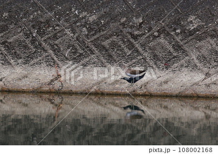 池にいるタカブシギ 108002168