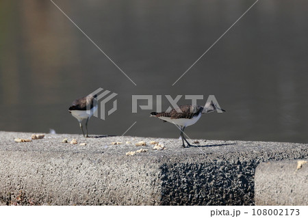 池にいるタカブシギ 108002173