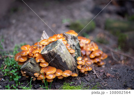 Pholiota microspora 108002564