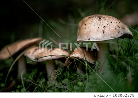 Forest mushrooms. Forest mushrooms. 108002579