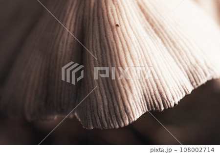 Closeup shot of little japanese umbrella mushroom with Dicyrtomina ornata. 108002714
