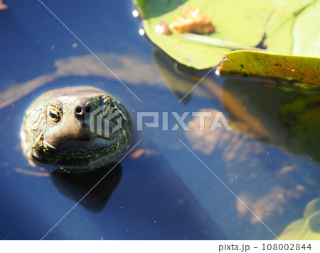 水面に浮かぶ亀 108002844