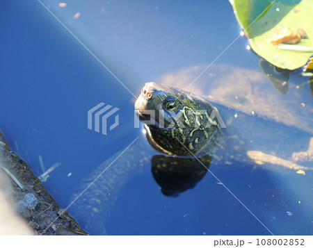 水面に浮かぶ亀 108002852