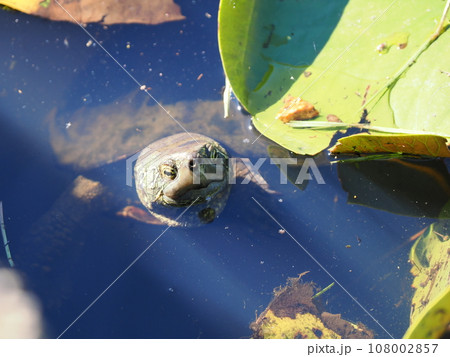 水面に浮かぶ亀 108002857