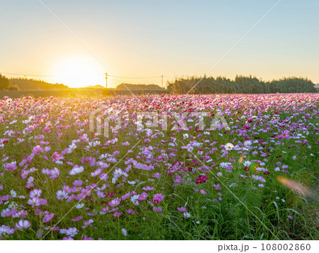 夕日に染まるコスモス畑 108002860