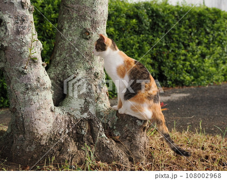 大きいムカデに興味津々な可愛い三毛猫の子 108002968