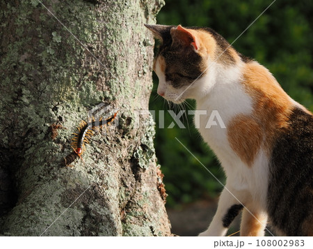 大きいムカデに興味津々な可愛い三毛猫の子 108002983