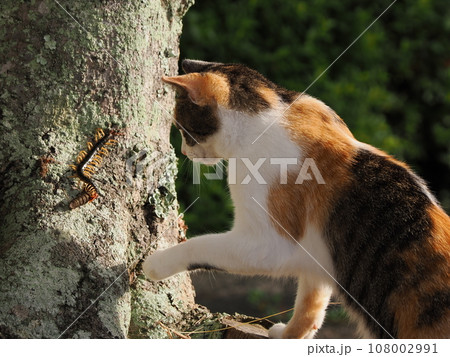大きいムカデに興味津々な可愛い三毛猫の子 108002991