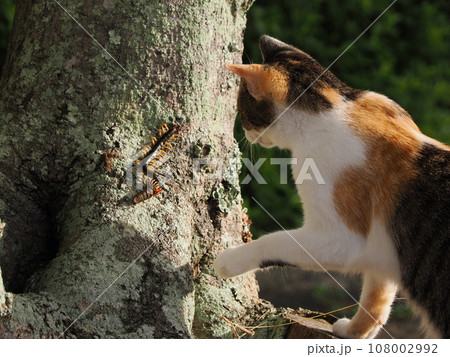 大きいムカデに興味津々な可愛い三毛猫の子 108002992