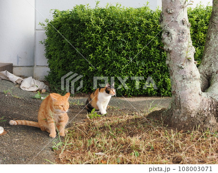 公園に集まる可愛い猫達 108003071