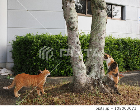 公園に集まる可愛い猫達 108003073