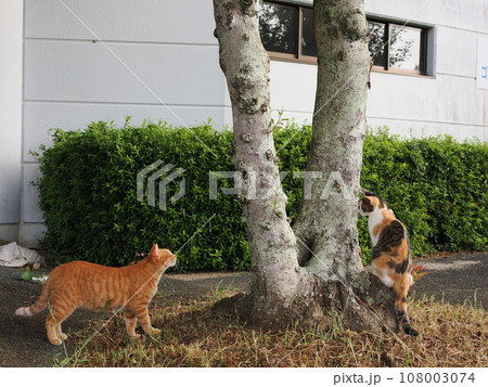 公園に集まる可愛い猫達 108003074