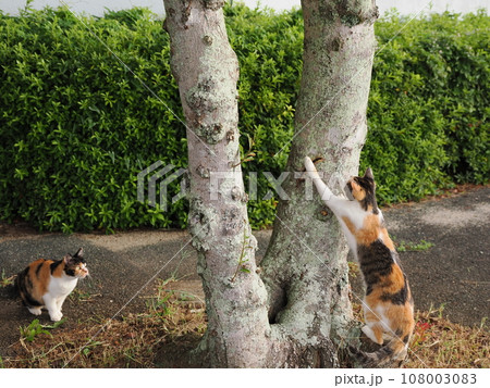 公園に集まる可愛い猫達 108003083