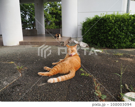 公園に集まる可愛い猫達 108003094