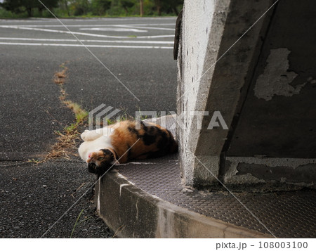 公園に集まる可愛い猫達 公園に集まる可愛い猫達 108003100