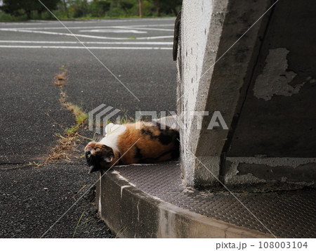 公園に集まる可愛い猫達 108003104