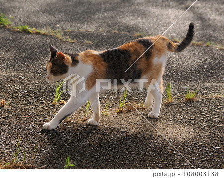 公園を歩く可愛い三毛猫の子猫 公園を歩く可愛い三毛猫の子猫 108003138