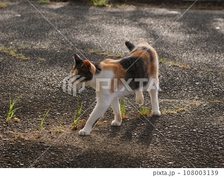 公園を歩く可愛い三毛猫の子猫 公園を歩く可愛い三毛猫の子猫 108003139