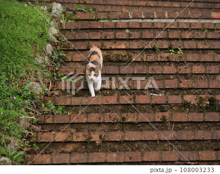 公園の階段を下りる可愛い三毛猫の子猫 108003233