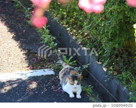 公園の木陰で休む可愛い三毛猫の子猫 108004020