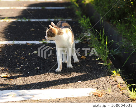 公園の木陰で休む可愛い三毛猫の子猫 公園の木陰で休む可愛い三毛猫の子猫 108004035