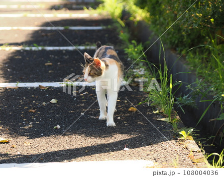 公園の木陰で休む可愛い三毛猫の子猫 公園の木陰で休む可愛い三毛猫の子猫 108004036
