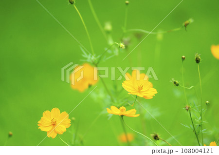 秋桜　秋の花 108004121