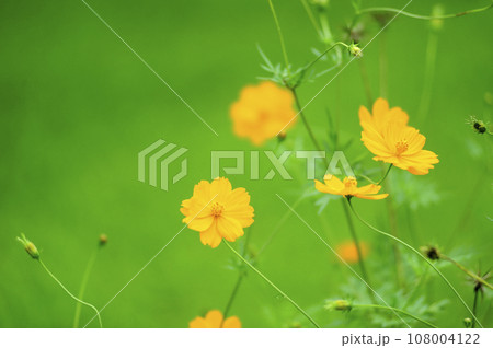 秋桜　秋の花 108004122