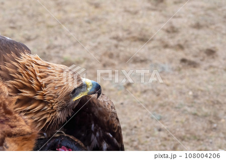 Close-up of predatory Asian golden eagle or berkut. Head of an eagle, full face, selective focus. Hunting with eagle. Close-up of predatory Asian golden eagle or berkut. Head of an eagle, full face, selective focus. Hunting with eagle. 108004206