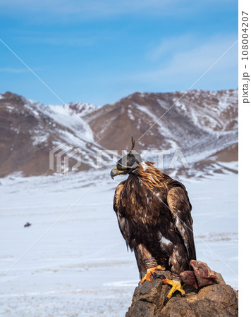 Golden eagle hunter. Portrait of a hunting golden eagle in a leather hat. Hunting with eagle. Portrait of a bird with a head covering. Copy space. Vertical view. 108004207