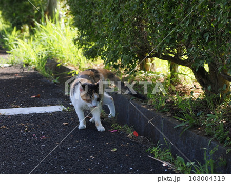 公園の生垣で休む可愛い三毛猫の子猫 108004319