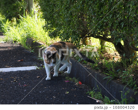 公園の生垣で休む可愛い三毛猫の子猫 108004320